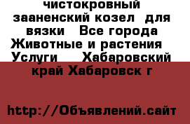 чистокровный зааненский козел  для вязки - Все города Животные и растения » Услуги   . Хабаровский край,Хабаровск г.